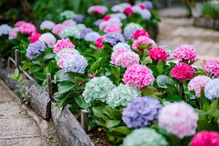 Seasonal color in a bed