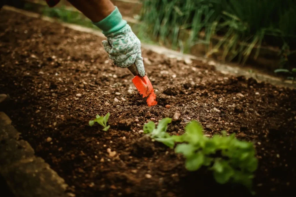 Planting a seedling in fresh soil
