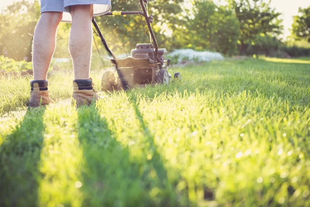 Mowing a thick, healthy lawn