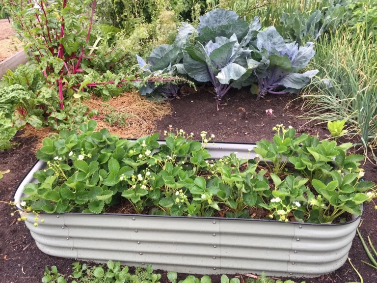 Raised vegetable bed